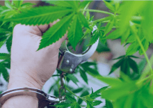 How Many Marijuana Arrests in Nevada.png