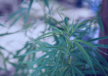 Nevada Marijuana Tax Revenue 2025.png